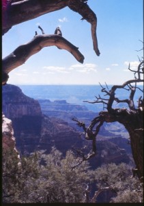 Grand Canyon (c) by David L. Green