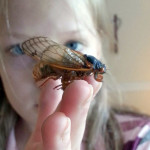Cicada rescued e 300