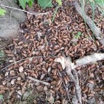 Cicada shells on ground