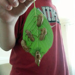 cicada shells on leaf e 300